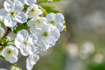 Flowers of the cherry blossoms on a spring day on background the blue sky