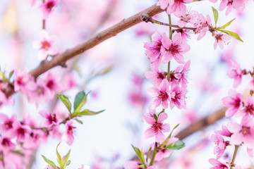 Beautiful blooming peach trees in spring on a Sunny day. Soft focus, natural blur