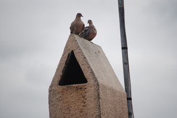 Tourterelles