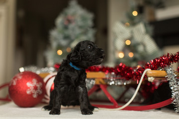 cute black puppy with christmas decor