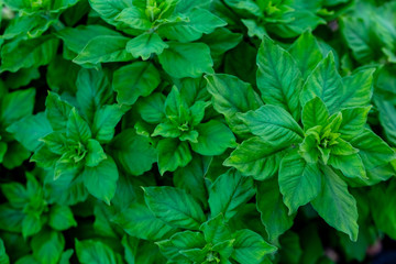 Fototapeta na wymiar Fresh green mint plant grow at vegetable garden