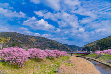 河津桜　静岡県賀茂郡南伊豆町　みなみの桜と菜の花まつり