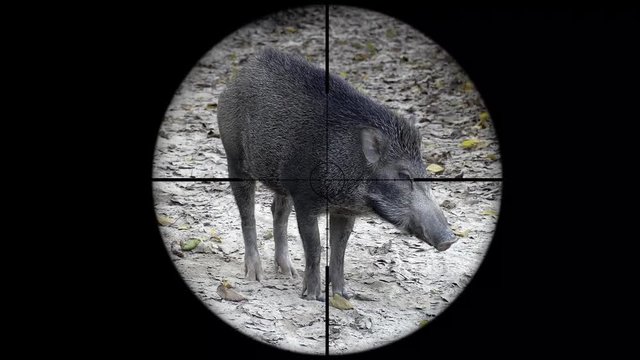 Wild Boar (Sus scrofa) Seen in Gun Rifle Scope. Wildlife Hunting. Poaching Endangered, Vulnerable, and Threatened Animals