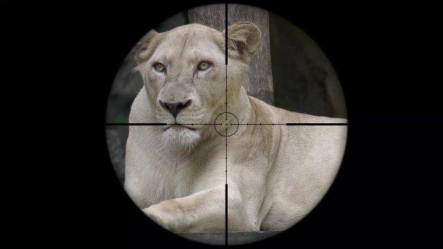 Female Lion Seen in Gun Rifle Scope. Wildlife Hunting. Poaching Endangered, Vulnerable, and Threatened Animals