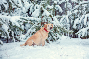 Labrador Retriever dog sits in the winter in a snowy pine forest