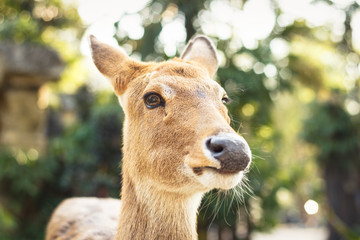 A cute female deer close-up portrait