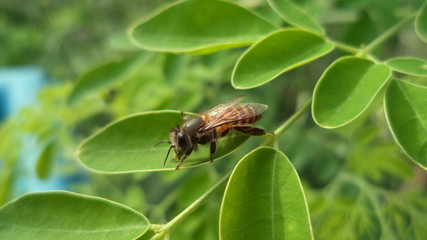 insect, fly, macro, leaf, nature, bug, green, animal, closeup, close-up, wing, black, wildlife, pest, garden, wings, bee, , detail, eye, ant, plant, isolated, diptera