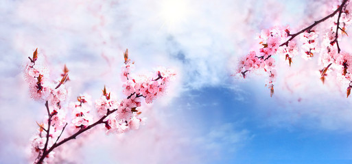 Cherry pink blossoms branch close up. Blooming cherry tree. Spring floral background.  Place for text. Panoramic format