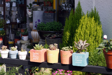 plants in flower pots