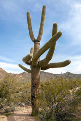 Cactus Saguaro National Park in Arizona.