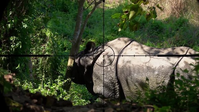 Indian One Horned Rhinoceros (Rhinoceros unicornis) Seen in Gun Rifle Scope. Wildlife Hunting. Poaching Endangered, Vulnerable, and Threatened Animals