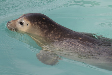 Eine junge Robbe in der Seitenansicht im Aufzuchtbecken © HPE