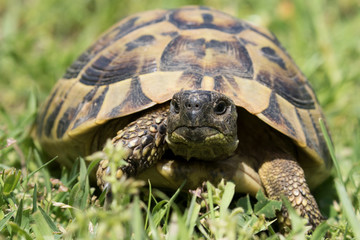 Eine freigestellte Griechische Landschildkröte laufend auf einer Wiese in der Frontalansicht