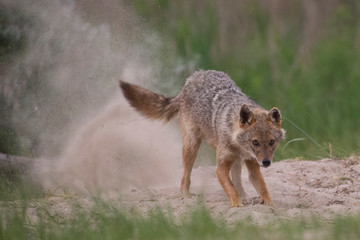 Ein grabender, freigestellter Goldschakal in der Seitenansicht bewirkt eine Sandwolke