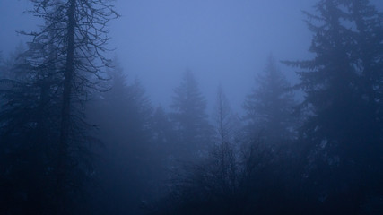 Fototapeta na wymiar spooky forest 