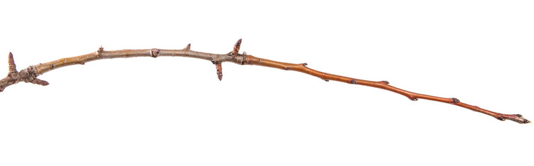 dry pear tree branch with cracked bark. isolated on white background © toomler