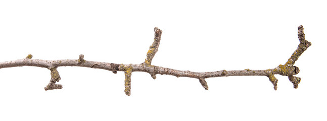 dry pear tree branch with cracked bark. isolated on white background