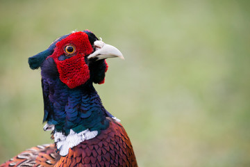 Kopf eines Fasanen M&auml;nnchens im Balzkleid freigestellt in der Seitenansicht