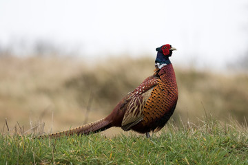 Freigestelltes Edelfasan-Männchen in der  Seitenansicht in einer Dünenlandschaft