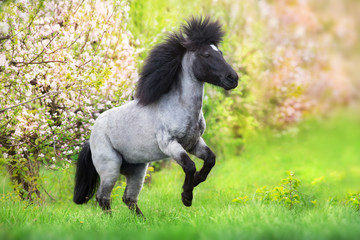 Pony rearing up in spring pink blossom trees