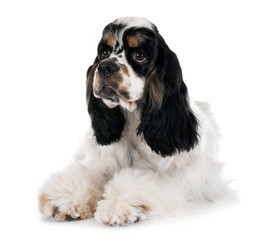 american cocker spaniel