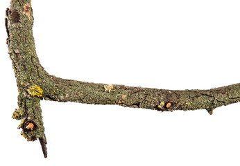 Part of a dry pear tree branch with cracked bark. isolated on white background