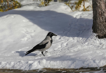 crow in winter