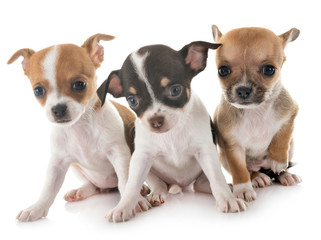 chihuahuas in studio