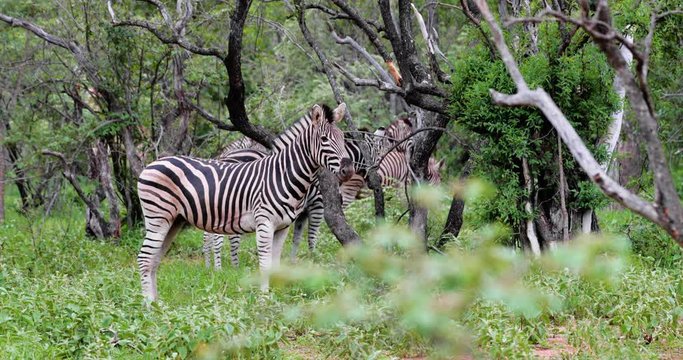 zebras in the savannah in south africa
