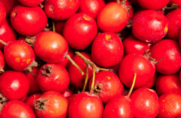 Red hawthorn berries as background