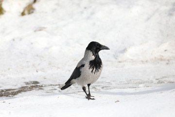 grey crow in snow