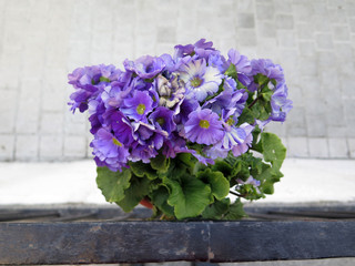 Begonia on wrought iron railing