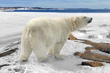 Obraz na płótnie Canvas Polar bear (Ursus maritimus) on rocky coast of snow-covered island, Finland. Spring