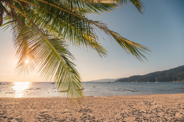 Coconut tree on the beach in tropical sea