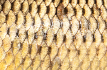 Scales on carp fish as abstract background