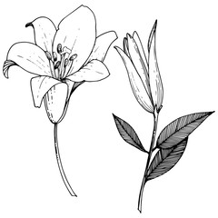 Vector Lily floral botanical flower. Black and white engraved ink art. Isolated lilies illustration element.
