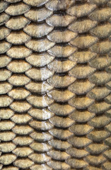 Scales on carp fish as abstract background