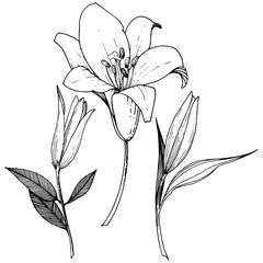 Vector Lily floral botanical flower. Black and white engraved ink art. Isolated lilies illustration element.