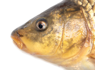 Head of carp fish isolated on white background