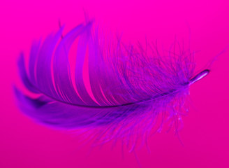 Blue feather isolated on pink background