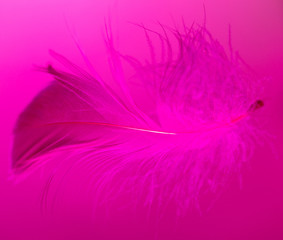 Pink feather isolated on pink background