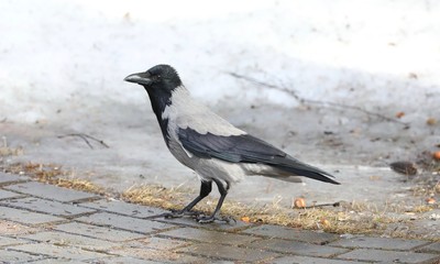 grey crow in winter