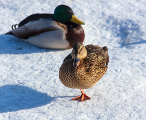 Duck on the snow in winter