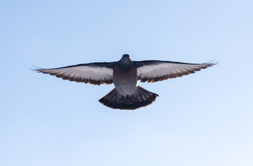 Dove flying in the sky