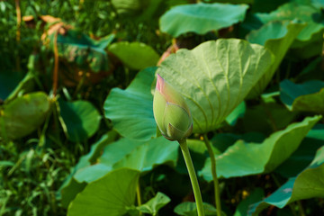 Pink lotus flowers on side of road in Georgetown, Guyana