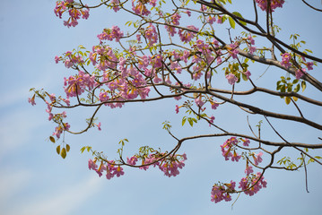 Royalty high quality free stock photo Tabebuia rosea flower in Saigon, Vietnam. Pink flowers under blue sky, symbol of summer