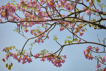 Royalty high quality free stock photo Tabebuia rosea flower in Saigon, Vietnam. Pink flowers under blue sky, symbol of summer