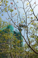 Tabebuia rosea flower next to buildings in modern and dynamic city, harmony with nature, garden city architecture. Royalty high quality free stock photo