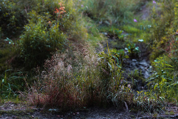 beautiful grass lit by the evening sun on a blurred background