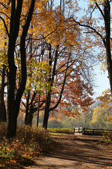 Landscape road between the trees in the park